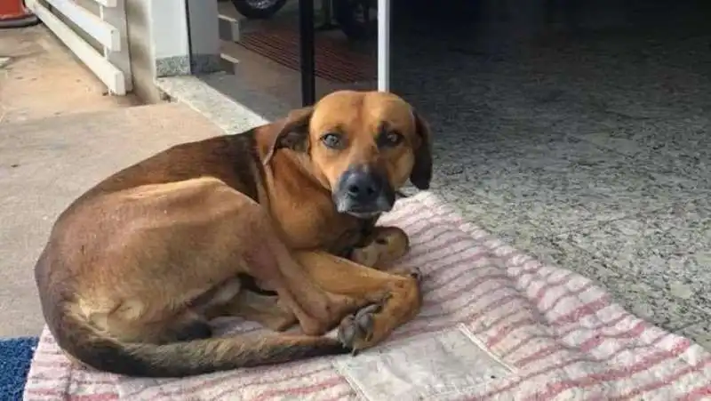 il cane aspetta il padrone