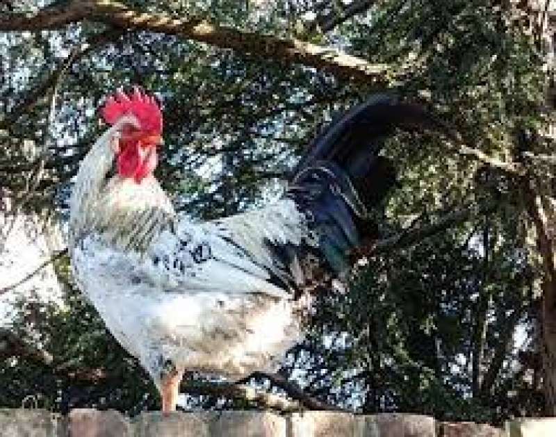 il gallo garibaldi