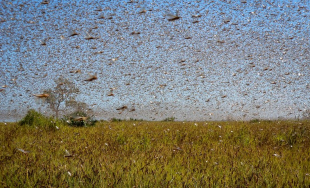 invasione di cavallette in sardegna