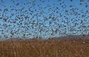 invasione di cavallette in sardegna