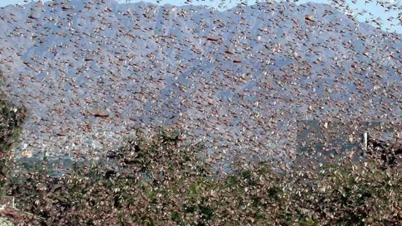 invasione di cavallette in sardegna 