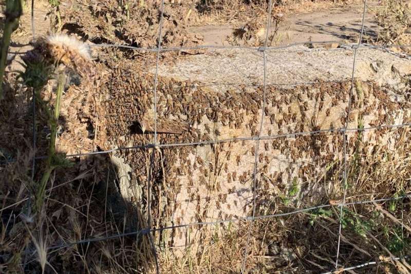 invasione di cavallette in sardegna