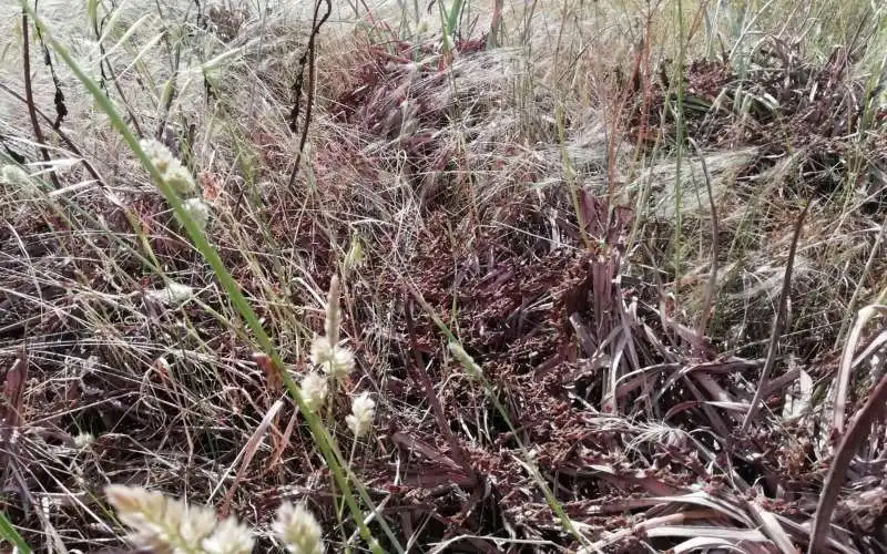 invasione di cavallette in sardegna 