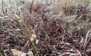 invasione di cavallette in sardegna