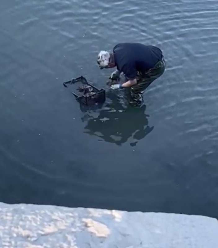 la pesca di ostriche sotto il ponte della liberta a venezia 1