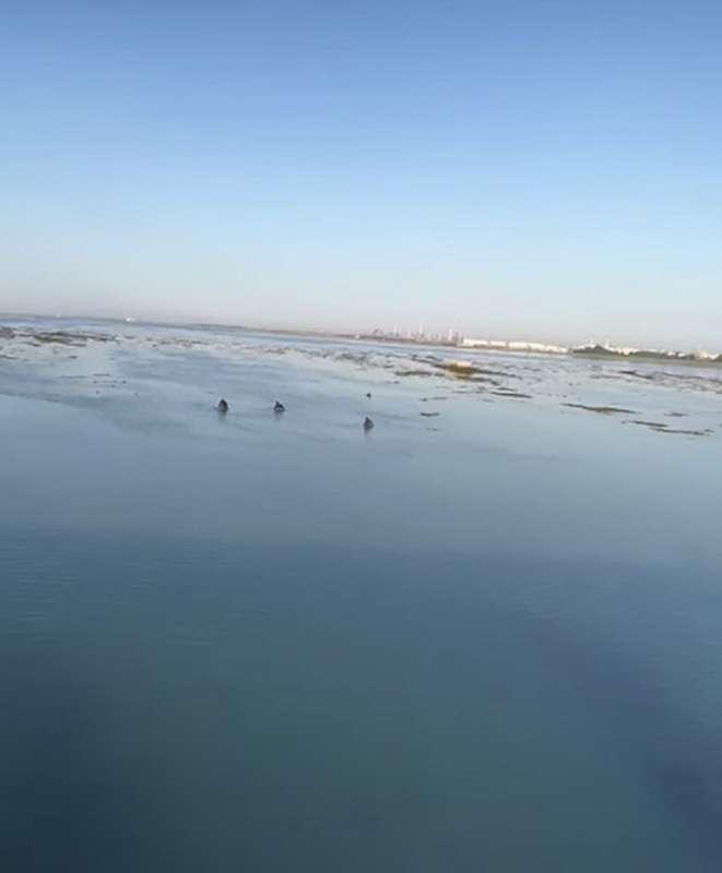 la pesca di ostriche sotto il ponte della liberta a venezia 2