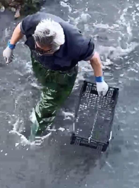 la pesca di ostriche sotto il ponte della liberta a venezia 6