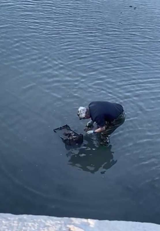 la pesca di ostriche sotto il ponte della liberta a venezia 7