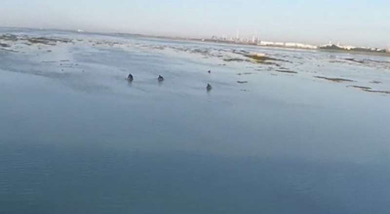 la pesca di ostriche sotto il ponte della liberta a venezia 9