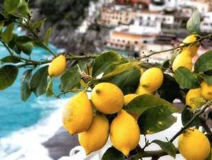 limone sfusato di amalfi 1