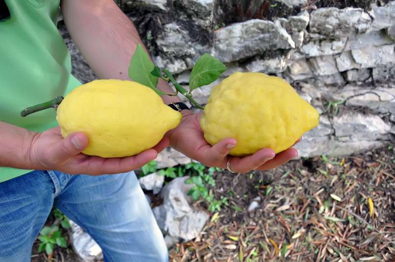 limone sfusato di amalfi 10