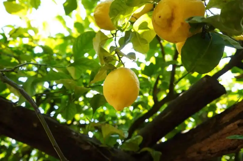 limone sfusato di amalfi 2