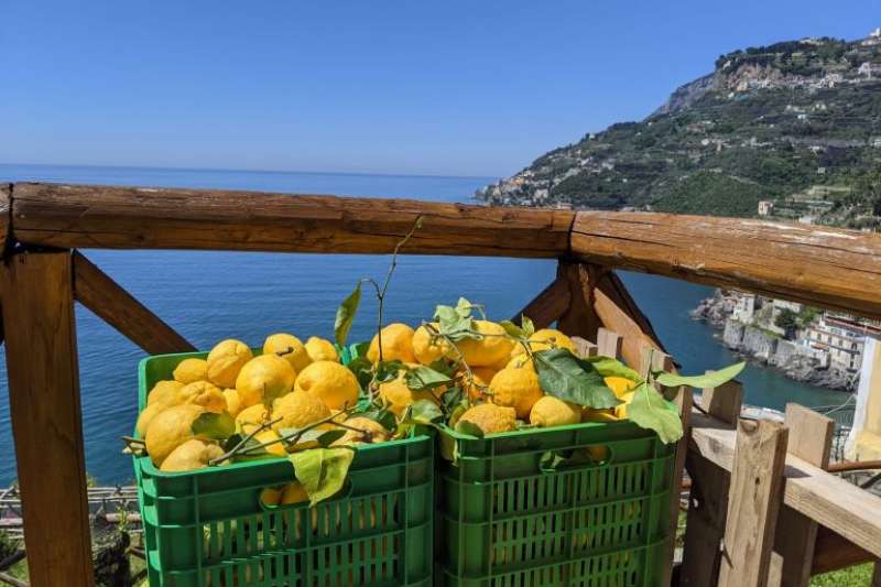 limone sfusato di amalfi 3