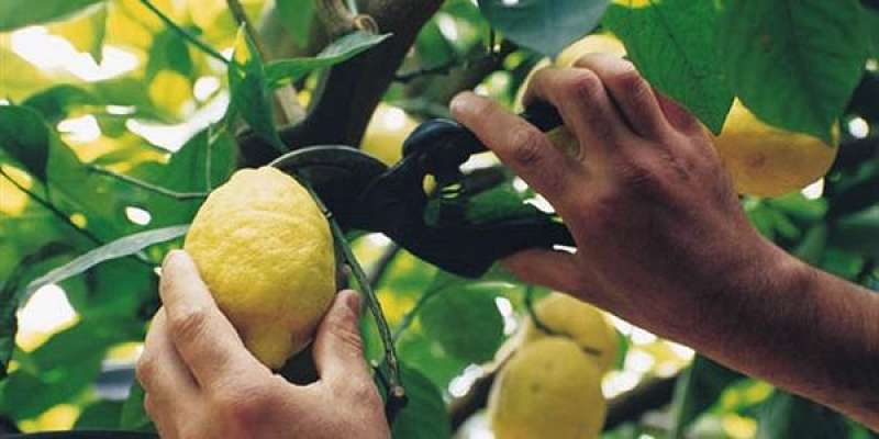 limone sfusato di amalfi 5