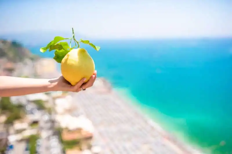 limone sfusato di amalfi 7