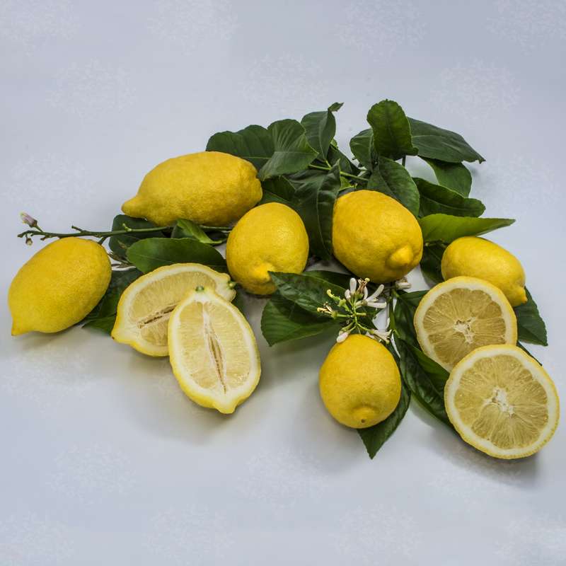 limone sfusato di amalfi 8