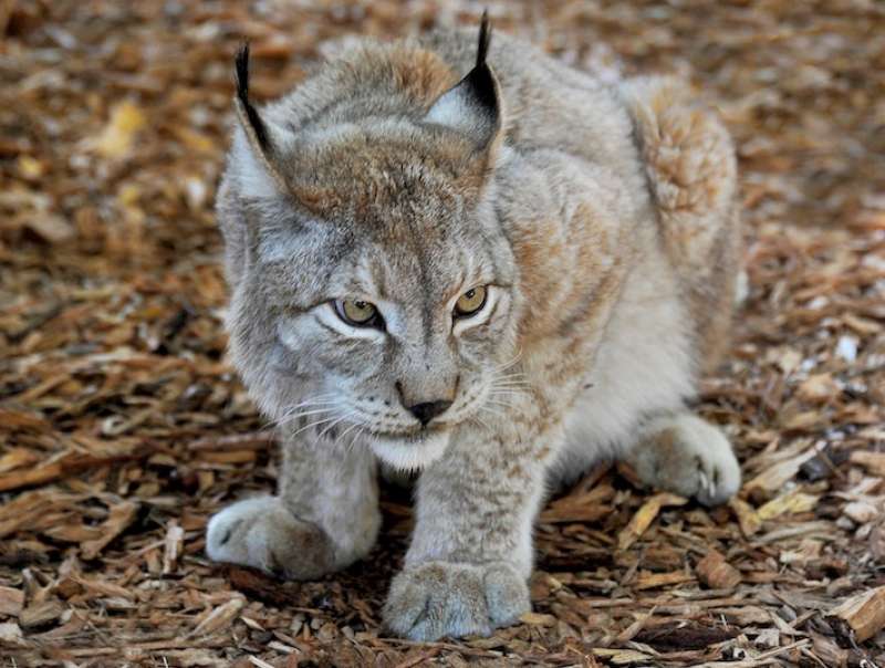 LINCE