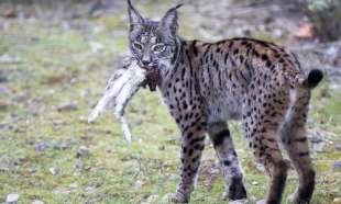 LINCE