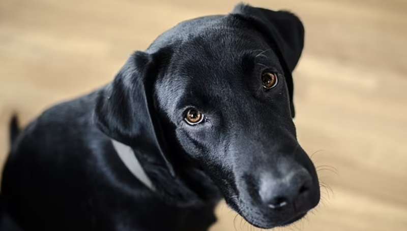 lo sguardo di un cane