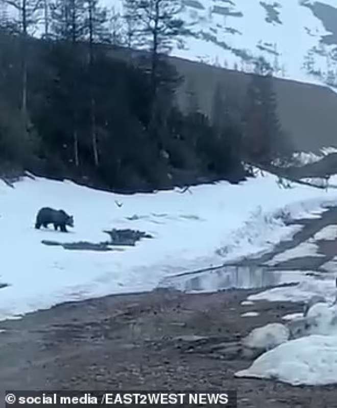 Orso si avvicina al cibo in Siberia