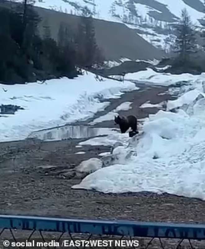 Orso si avvicina al cibo in Siberia 2