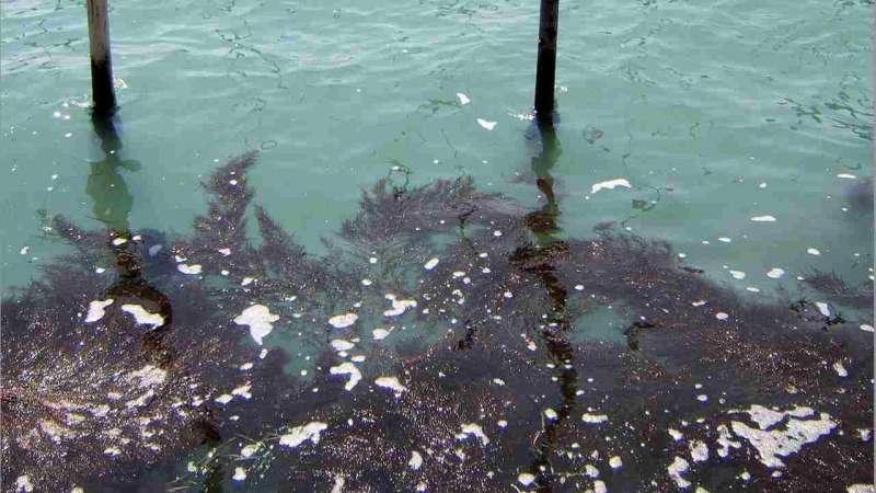 ostriche sotto il ponte della liberta a venezia