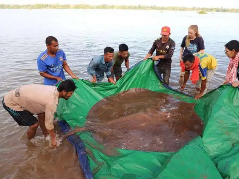 pastinaca da record pescata in cambogia 1