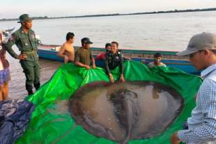 pastinaca da record pescata in cambogia 3