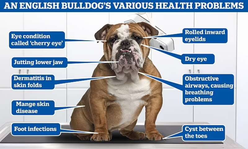 Problemi dei bulldog inglesi