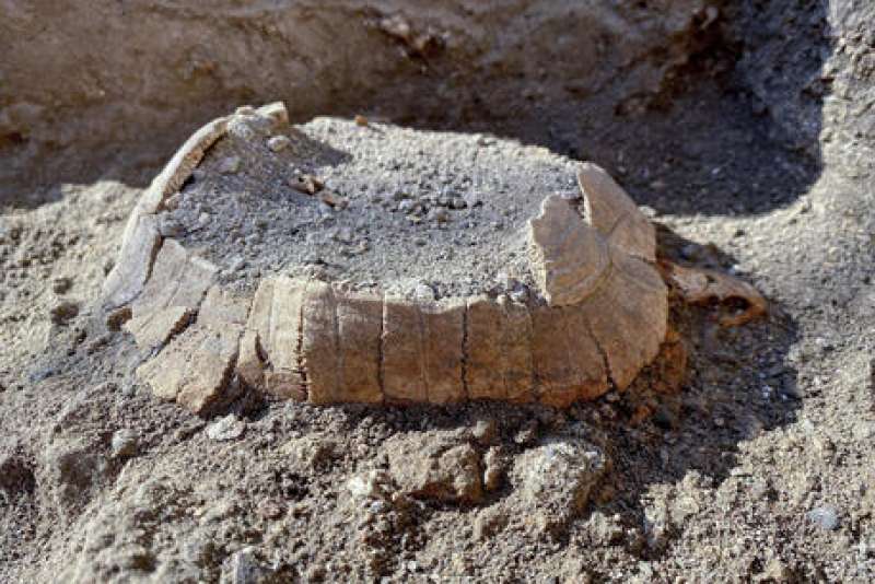 resti di tartaruga trovati a pompei