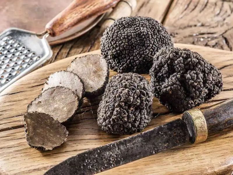 tartufo nero estivo 1