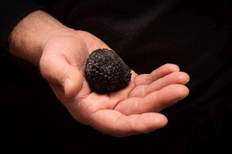 tartufo nero estivo 2