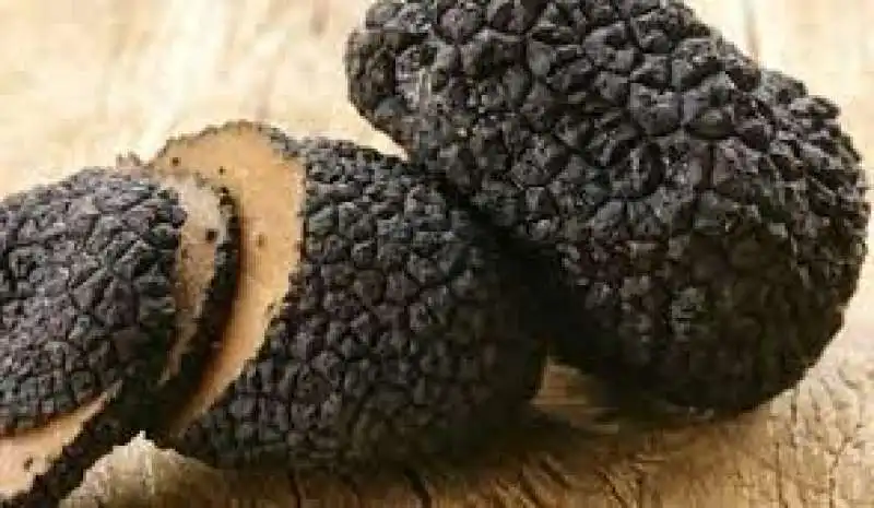 tartufo nero estivo 4