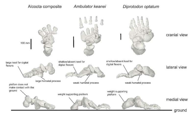 ambulator keanei 5