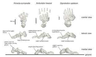 ambulator keanei 5