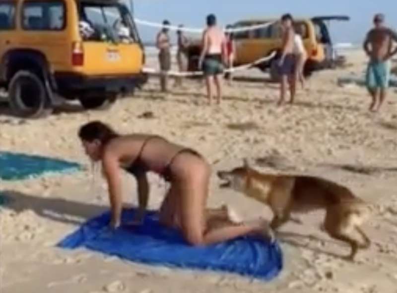 australia, cane dingo morde il sedere di una turista 1