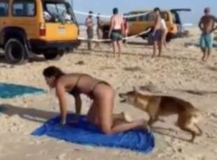 australia, cane dingo morde il sedere di una turista 1