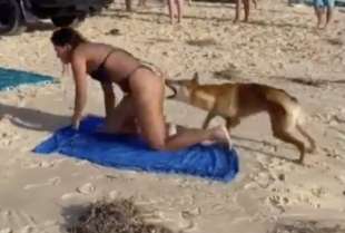 australia, cane dingo morde il sedere di una turista 2