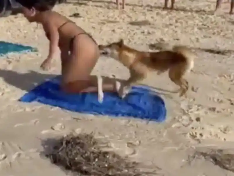 australia, cane dingo morde il sedere di una turista   3