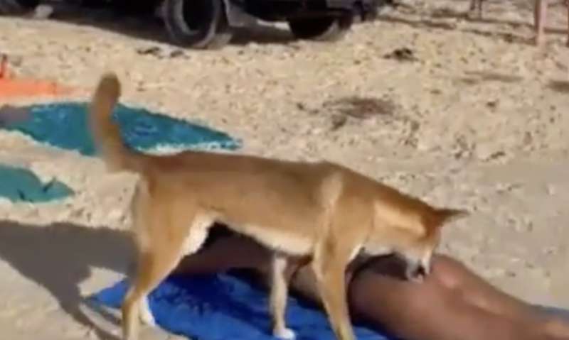 australia, cane dingo morde il sedere di una turista 4