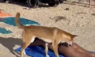 australia, cane dingo morde il sedere di una turista 4