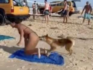 australia, cane dingo morde il sedere di una turista 5