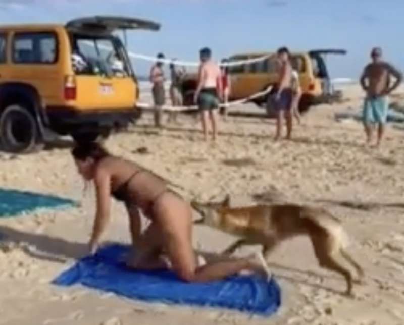 australia, cane dingo morde il sedere di una turista 6