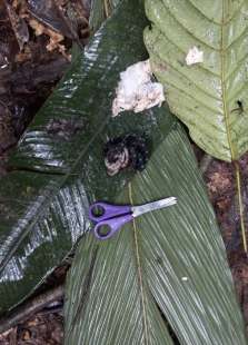 bambini sopravvissuti a incidente aereo in colombia.