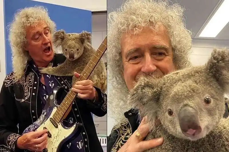 brian may koala