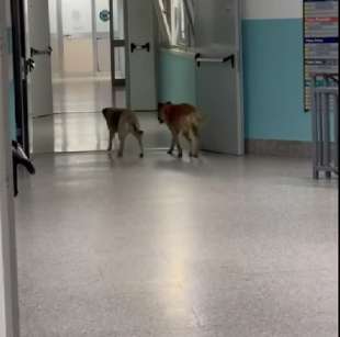 cani randagi nell ospedale di lamezia terme 1