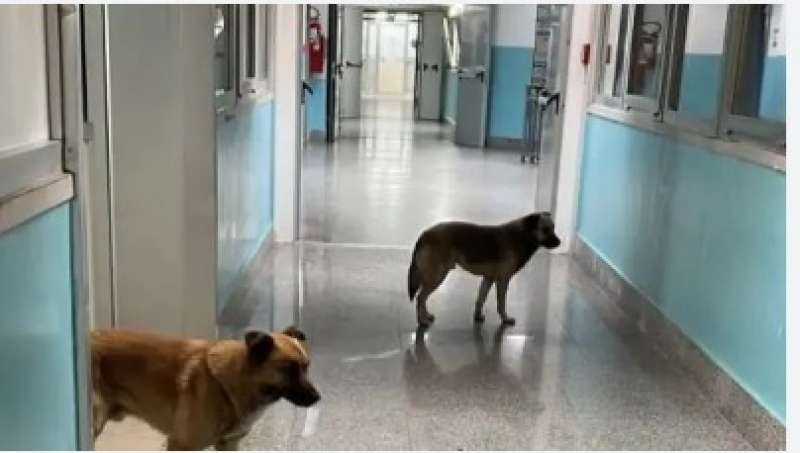 cani randagi nell ospedale di lamezia terme 4