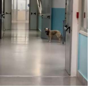 cani randagi nell ospedale di lamezia terme 5