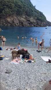 cinghiali in spiaggia a san fruttuoso di camogli 1