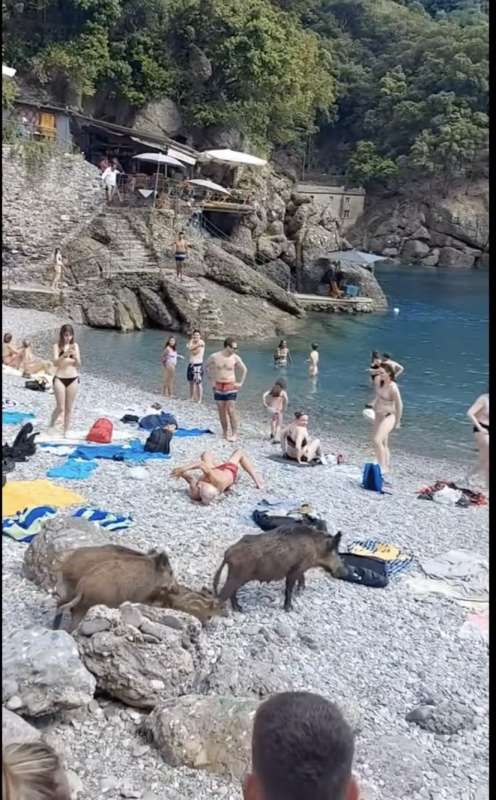 cinghiali in spiaggia a san fruttuoso di camogli 2